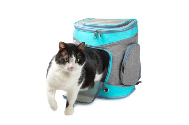 Gri duvarlı arka planda, taşıyıcıdaki kedi. Kedi taşıyıcısı. Taşınma ya da seyahat. Plastik taşıyıcı. Hayvan bakımı konsepti. Mesaj için yer. Boşluğu kopyala.