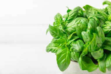 Ahşap kaplamalı yeşil fesleğen yaprakları. Mutfak otları, baharatlar. Taze yeşil organik fesleğen. Vejetaryen. Salata için yeşillik. Mesaj için yer. Boşluğu kopyala.