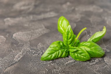Ahşap kaplamalı yeşil fesleğen yaprakları. Mutfak otları, baharatlar. Taze yeşil organik fesleğen. Vejetaryen. Salata için yeşillik. Mesaj için yer. Boşluğu kopyala.