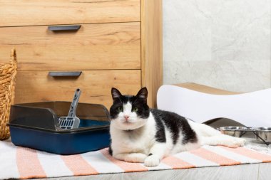 Evin arka planında kedi kumluğu olan sevimli bir kedi. Evcil bir kedi tuvalete alışkındır, bir çöp kutusu. Evde kedi kumu tepsisi temizleme, yakın çekim. Hayvan bakımı konsepti. Boşluğu kopyala.