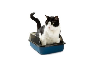 Beyaz arka planda kedi kumluğu olan sevimli bir kedi. Evcil bir kedi tuvalete alışkındır, bir çöp kutusu. Evde kedi kumu tepsisi temizleme, yakın çekim. Hayvan bakımı konsepti. Boşluğu kopyala.