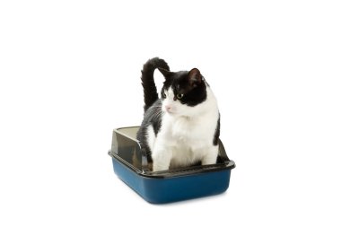 Beyaz arka planda kedi kumluğu olan sevimli bir kedi. Evcil bir kedi tuvalete alışkındır, bir çöp kutusu. Evde kedi kumu tepsisi temizleme, yakın çekim. Hayvan bakımı konsepti. Boşluğu kopyala.