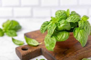 Ahşap kaplamalı yeşil fesleğen yaprakları. Mutfak otları, baharatlar. Taze yeşil organik fesleğen. Vejetaryen. Salata için yeşillik. Mesaj için yer. Boşluğu kopyala.