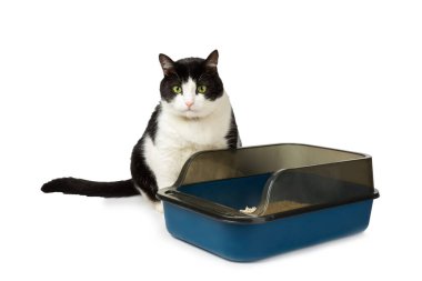 Beyaz arka planda kedi kumluğu olan sevimli bir kedi. Evcil bir kedi tuvalete alışkındır, bir çöp kutusu. Evde kedi kumu tepsisi temizleme, yakın çekim. Hayvan bakımı konsepti. Boşluğu kopyala.