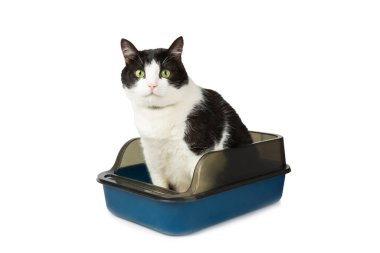 Beyaz arka planda kedi kumluğu olan sevimli bir kedi. Evcil bir kedi tuvalete alışkındır, bir çöp kutusu. Evde kedi kumu tepsisi temizleme, yakın çekim. Hayvan bakımı konsepti. Boşluğu kopyala.