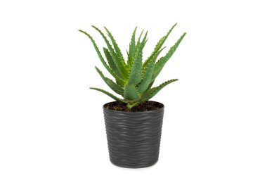Aloe beyaz arka planda izole edildi. Aloe vera bitkisi. Saksıdaki saksı. Ev çiçekleri. İlaç ve doğal kozmetik ürünlerinde tıbbi bitki kullanılır..