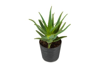 Aloe beyaz arka planda izole edildi. Aloe vera bitkisi. Saksıdaki saksı. Ev çiçekleri. İlaç ve doğal kozmetik ürünlerinde tıbbi bitki kullanılır..