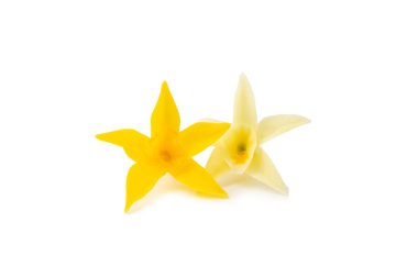 Beyaz arka planda izole edilmiş vanilya kabukları. Vanilya çiçekleri ve tohumlar. Vanilyalı fasulye. Hamur işleri ve tatlılar için baharatlı baharat. Baharat. Mesaj için yer var. Boşluğu Kopyala