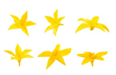 Beyaz arka planda izole edilmiş vanilya kabukları. Vanilya çiçekleri ve tohumlar. Vanilyalı fasulye. Hamur işleri ve tatlılar için baharatlı baharat. Baharat. Mesaj için yer var. Boşluğu Kopyala