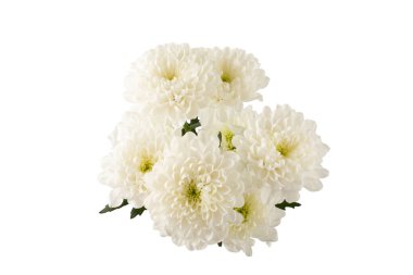 Kasımpatı beyaz arka planda izole edilmiş. Tatil için taze kokulu pembe buket. Hediye. Çiçekler. Güzel kompozisyon.