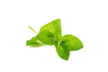 Naneli. Beyaz arka planda izole edilmiş taze organik nane yaprakları. Nane yaprakları. Nane şekeri. Yakın plan..
