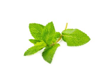 Naneli. Beyaz arka planda izole edilmiş taze organik nane yaprakları. Nane yaprakları. Nane şekeri. Yakın plan..