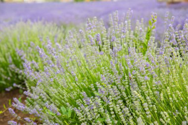 Lavanta tarlası. Kokulu lavanta çiçekleri. Manzara. Doğa yapısı bileşimi. Çiçekli lavanta. Aromaterapi. Çiçek açan çalılar.