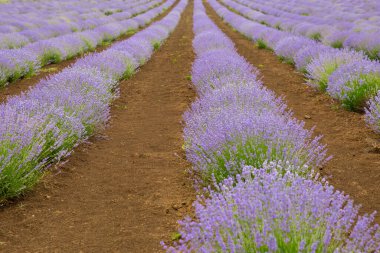 Lavanta tarlası. Kokulu lavanta çiçekleri. Manzara. Doğa yapısı bileşimi. Çiçekli lavanta. Aromaterapi. Çiçek açan çalılar.