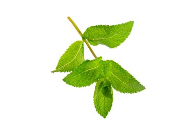 Naneli. Beyaz arka planda izole edilmiş taze organik nane yaprakları. Nane yaprakları. Nane şekeri. Yakın plan..