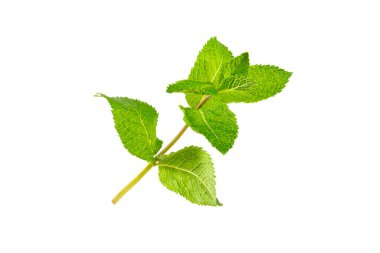 Naneli. Beyaz arka planda izole edilmiş taze organik nane yaprakları. Nane yaprakları. Nane şekeri. Yakın plan..