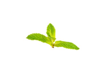 Naneli. Beyaz arka planda izole edilmiş taze organik nane yaprakları. Nane yaprakları. Nane şekeri. Yakın plan..
