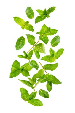 Naneli. Beyaz arka planda izole edilmiş taze organik nane yaprakları. Nane yaprakları. Nane şekeri. Yakın plan..