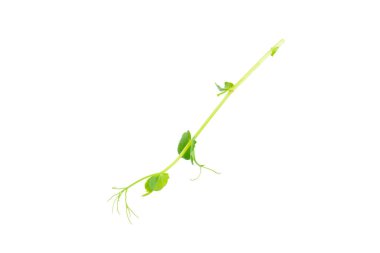 Taze yeşil bezelye kabukları ve beyaz arka planda izole edilmiş yeşil bezelyeler. Tatlı yeşil bezelyeler. Yeşil bezelye fasulyesi sebzesi. Vejetaryen. sağlıklı sebze