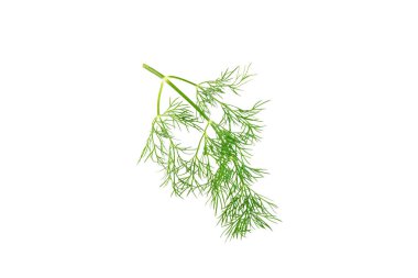Dill beyaz arka planda izole edildi. Taze organik sebzeler. Dill çiftliği. Dill yaprakları. Bahar genç deresi sürüsü. Vitaminler. İplik. Aromatik Mutfak Baharatı.