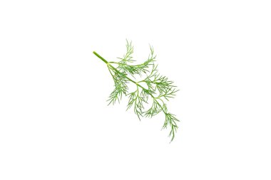 Dill beyaz arka planda izole edildi. Taze organik sebzeler. Dill çiftliği. Dill yaprakları. Bahar genç deresi sürüsü. Vitaminler. İplik. Aromatik Mutfak Baharatı.