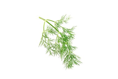 Dill beyaz arka planda izole edildi. Taze organik sebzeler. Dill çiftliği. Dill yaprakları. Bahar genç deresi sürüsü. Vitaminler. İplik. Aromatik Mutfak Baharatı.