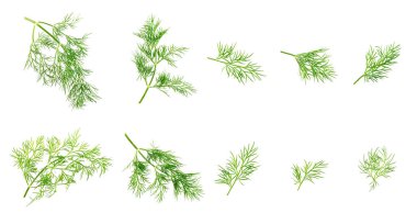 Dill beyaz arka planda izole edildi. Taze organik sebzeler. Dill çiftliği. Dill yaprakları. Bahar genç deresi sürüsü. Vitaminler. İplik. Aromatik Mutfak Baharatı.