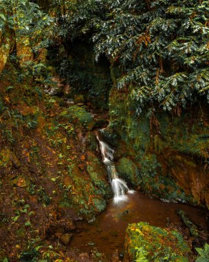 Kayalık bir yamaçtan akan bir su akıntısı. Su kahverengi ve bulanık ve kayalar yosunlarla kaplı. Huzurlu ve huzurlu bir sahne.