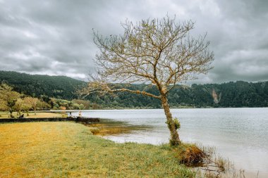Sao Miguel, Azores 'te, Furnas Gölü' nün çimenli kıyısında bulutlu bir gökyüzünün altında çıplak bir ağaç duruyor. Bu huzurlu göl manzarası, sakin suyu, karamsar ışığı ve çevresindeki volkanik tepelerle doğanın ham güzelliğini yakalar. İdeal 