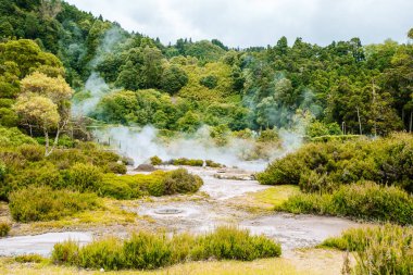 Portekiz 'in Azores kentindeki Sao Miguel Adası' nın yemyeşil zemininde yer alan Caldeiras da Furnas 'taki fümerollerden buhar dramatik bir şekilde yükselir. Toprak kavrulmuş ve mineral lekeli. Çevredeki yoğun bitki örtüsüne göre çorak bir zıtlık.