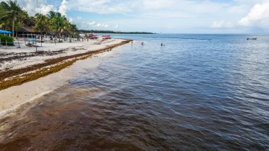 Yosun mevsiminde Xpu-Ha Sahili 'nin insansız hava aracı görüntüleri, kıyı şeridi boyunca deniz yosunlarının birikmesi ve suda yüzmesi. Bu fotoğraflar Meksika Karayipleri 'ndeki mevsimsel değişiklikleri ve çevresel etkileri belgeliyor.