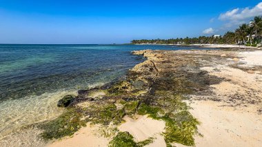 Kayalık bir kıyı şeridi ve açık mavi bir gökyüzü olan bir sahil. Su sakin ve kıyı şeridi yosunla kaplı.