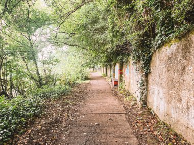 Kilkenny Ireland, Temmuz 2023. Yan tarafında bir duvar ve arka planında bir ağaç olan yol. Yol yapraklarla kaplı ve duvar sarmaşıkla kaplı.