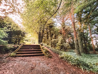 Kilkenny Ireland, Temmuz 2023 'te bir ormanda taş merdivenli bir yol. Yol ağaçlarla çevrili ve güneş yaprakların arasından parlıyor.