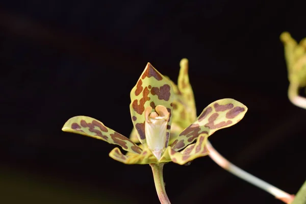 Hermosa Orquídea Tigre Grammatophyllum Speciosum Flores Patio Casa Grammatophyllum Speciosum —  Fotos de Stock
