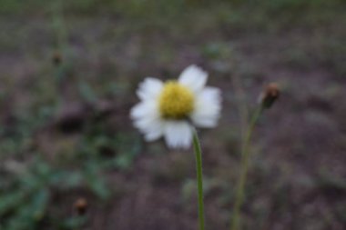 blur abstract background of Beautifully colored flowers