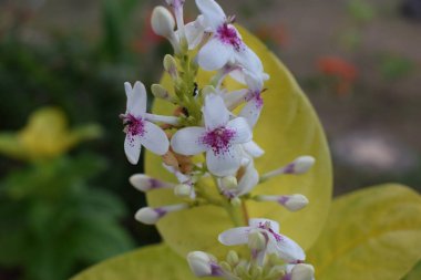 Creative layout made from green leaves and white jasmine flowers. Lying flat. natural concept