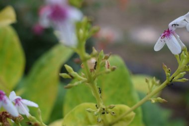 Creative layout made from green leaves and white jasmine flowers. Lying flat. natural concept