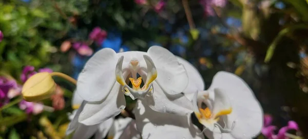 white orchid flower in home garden with sky background.