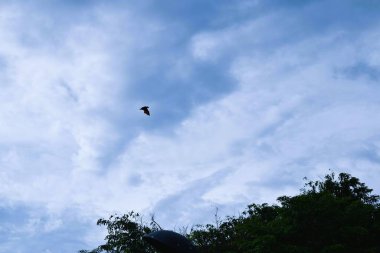 Bats flying during the day, blue sky. Characteristics of the City of Soppeng, South Sulawesi, Indonesia. Bats live in the trees in the middle of the city.