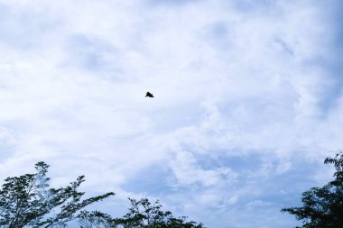 Bats flying during the day, blue sky. Characteristics of the City of Soppeng, South Sulawesi, Indonesia. Bats live in the trees in the middle of the city.