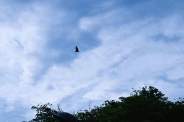 Bats flying during the day, blue sky. Characteristics of the City of Soppeng, South Sulawesi, Indonesia. Bats live in the trees in the middle of the city.