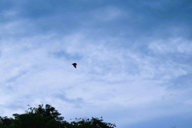 Bats flying during the day, blue sky. Characteristics of the City of Soppeng, South Sulawesi, Indonesia. Bats live in the trees in the middle of the city.