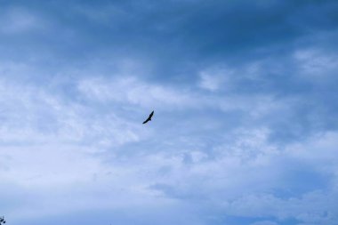 Bats flying during the day, blue sky. Characteristics of the City of Soppeng, South Sulawesi, Indonesia. Bats live in the trees in the middle of the city.
