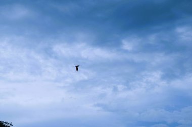 Bats flying during the day, blue sky. Characteristics of the City of Soppeng, South Sulawesi, Indonesia. Bats live in the trees in the middle of the city.