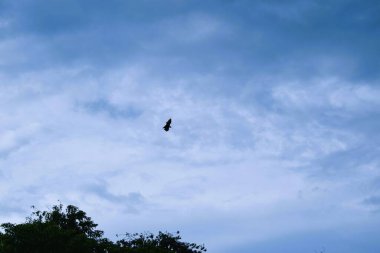 Bats flying during the day, blue sky. Characteristics of the City of Soppeng, South Sulawesi, Indonesia. Bats live in the trees in the middle of the city.