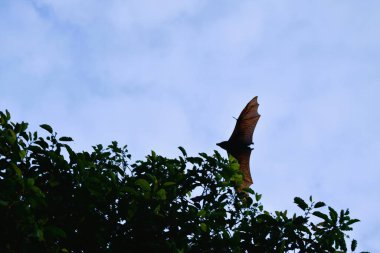 Bats flying during the day, blue sky. Characteristics of the City of Soppeng, South Sulawesi, Indonesia. Bats live in the trees in the middle of the city.