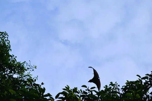 Bats flying during the day, blue sky. Characteristics of the City of Soppeng, South Sulawesi, Indonesia. Bats live in the trees in the middle of the city.