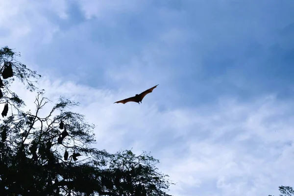 Bats flying during the day, blue sky. Characteristics of the City of Soppeng, South Sulawesi, Indonesia. Bats live in the trees in the middle of the city.