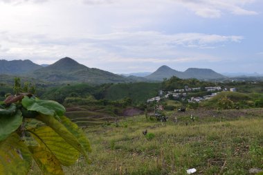 Tropical forest in Indonesia, Southeast Asia. Green trees and hilly.